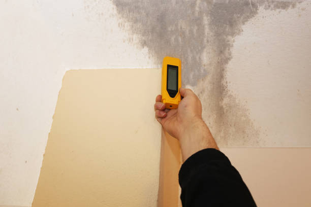 Best Commercial Mold Inspection  in Wallingford Center, CT