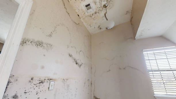 Best Crawl Space Mold Remediation  in Wallingford Center, CT