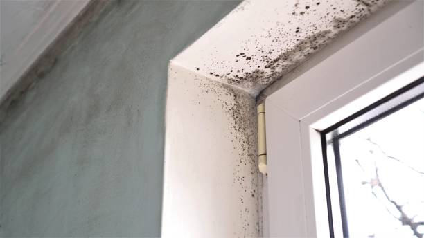 Best Emergency Mold Remediation  in Wallingford Center, CT