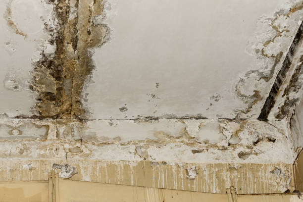 Best Comprehensive Air Testing for Mold Contaminants  in Wallingford Center, CT