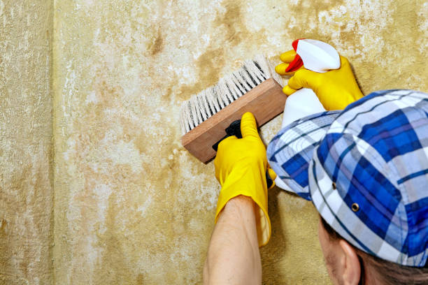 Best Basement Mold Removal  in Wallingford Center, CT