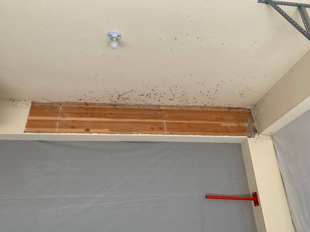 Dehumidification Services in Wallingford Center, CT