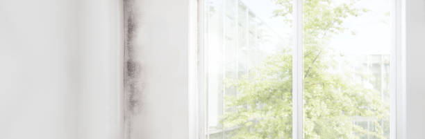 Mold Remediation for Rental Properties in Wallingford Center, CT