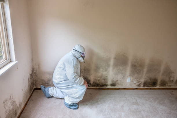 Best Asbestos and Lead Testing During Mold Inspection  in Wallingford Center, CT