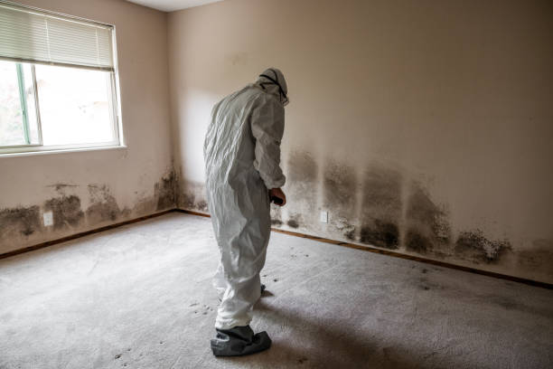 Professional Mold Removal in Wallingford Center, CT