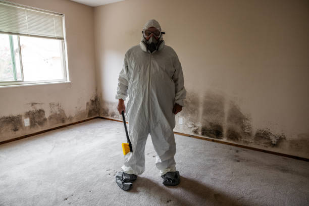 Best Attic Mold Removal  in Wallingford Center, CT