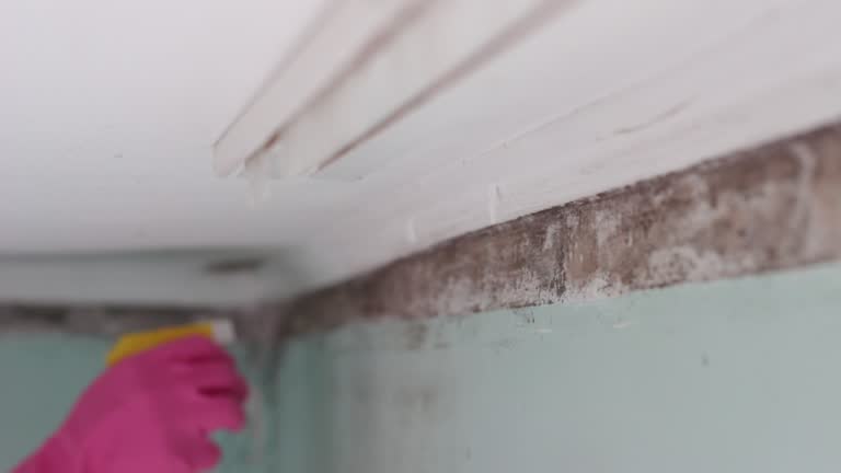Best Mold Remediation for Healthcare Facilities  in Wallingford Center, CT
